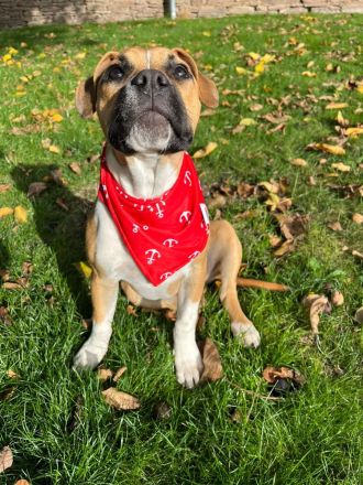 American Stafford Mix