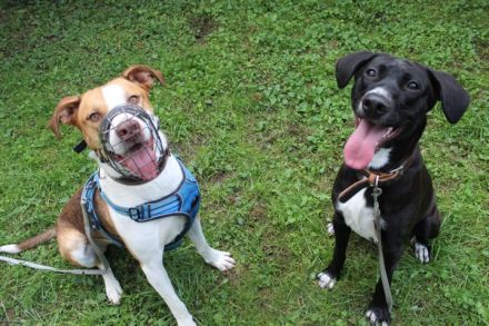 Dina, Jagdhund-Labrador-Mix, geb. 2024, eine aktive und energiegeladene Hündin