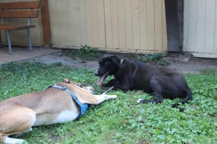 Dina, Jagdhund-Labrador-Mix, geb. 2024, eine aktive und energiegeladene Hündin