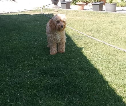 Cavapoo Rüde 6Monate alt