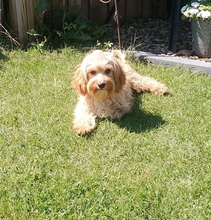 Cavapoo Rüde 6Monate alt