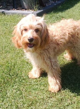 Cavapoo Rüde 6Monate alt