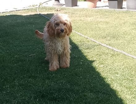 Cavapoo Rüde 6Monate alt
