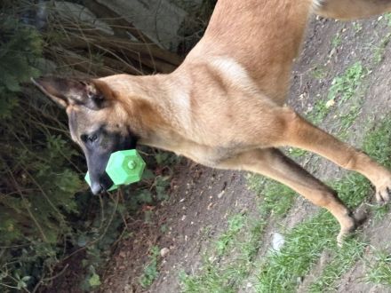 Malinois Hündin