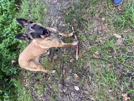 Malinois Hündin