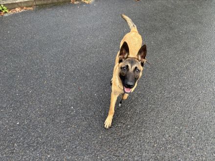 Malinois Hündin