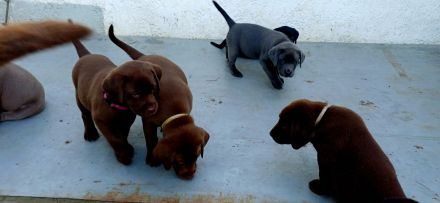 Labrador welpen