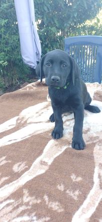 Labrador welpen