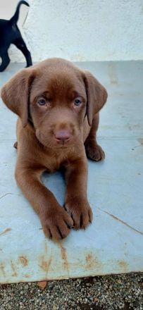 Labrador welpen