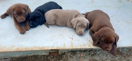 Labrador welpen