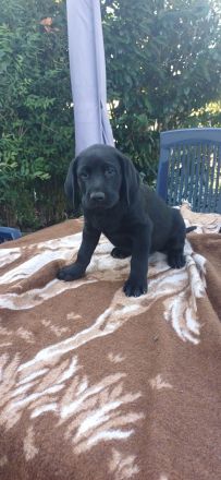 Labrador welpen
