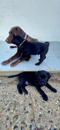 Labrador welpen