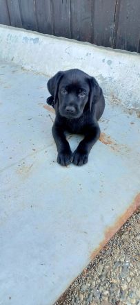Labrador welpen