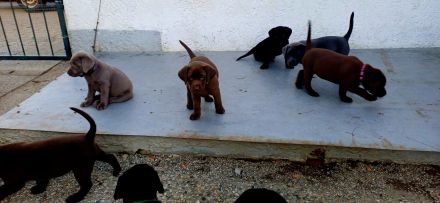 Labrador welpen