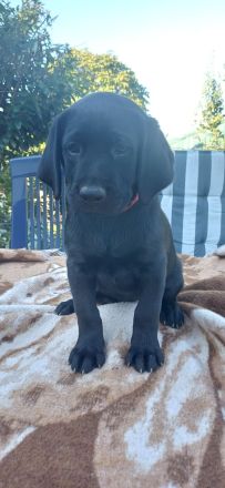 Labrador welpen