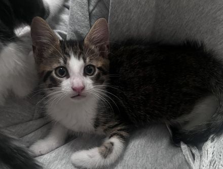 Kleine Kitten suchen ihr für-immer Zuhause