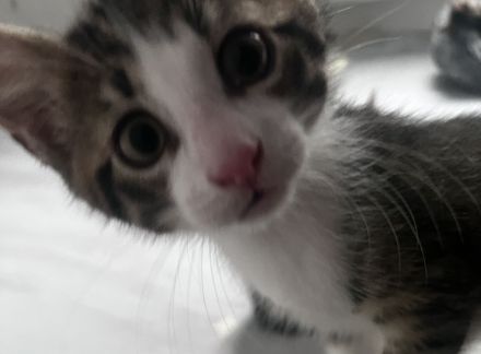 Kleine Kitten suchen ihr für-immer Zuhause