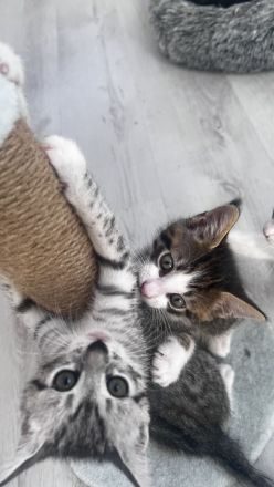 Kleine Kitten suchen ihr für-immer Zuhause