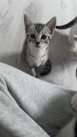 Kleine Kitten suchen ihr für-immer Zuhause