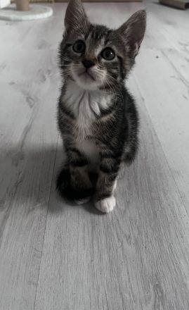 Kleine Kitten suchen ihr für-immer Zuhause