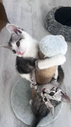 Kleine Kitten suchen ihr für-immer Zuhause