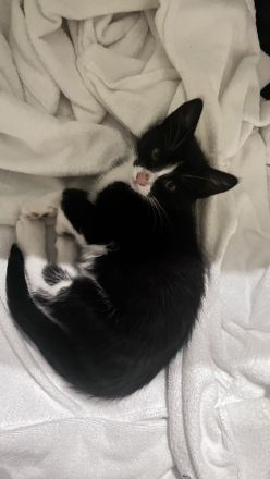 Kleine Kitten suchen ihr für-immer Zuhause