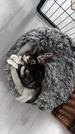 Kleine Kitten suchen ihr für-immer Zuhause