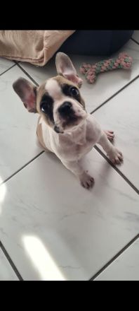 Französische Bulldogge Dame