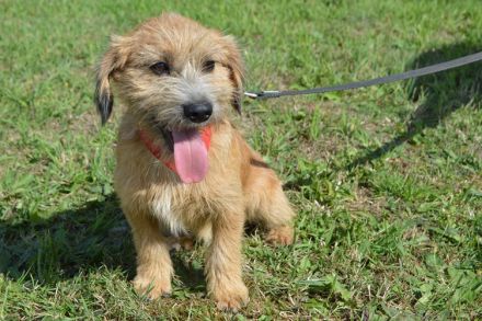 ASLAN, Rauhaardackel/Terrier Mischling (kastriert) SGB 625,00 €