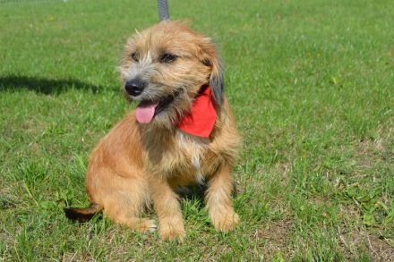 ASLAN, Rauhaardackel/Terrier Mischling (kastriert) SGB 625,00 €