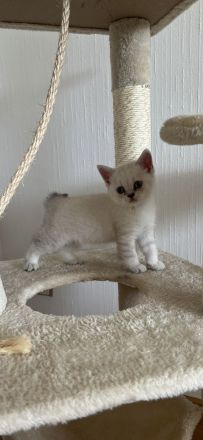 BKH & BLH Kitten - British Kurzhaar & British Langhaar Katzen