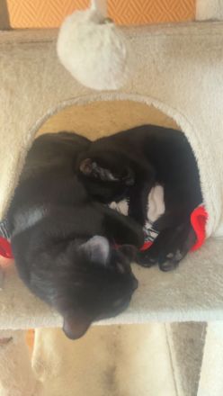 4 Maine Coone mix kitten abzugeben