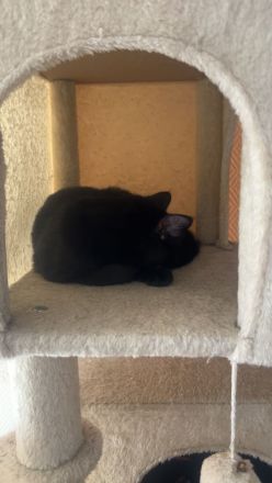 4 Maine Coone mix kitten abzugeben