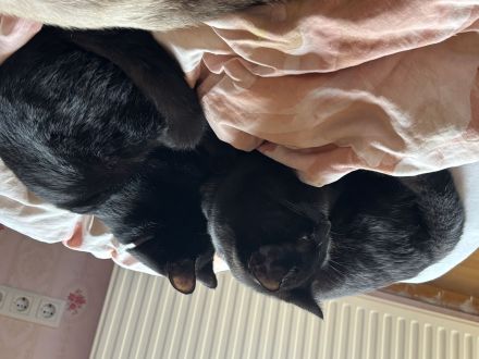 4 Maine Coone mix kitten abzugeben