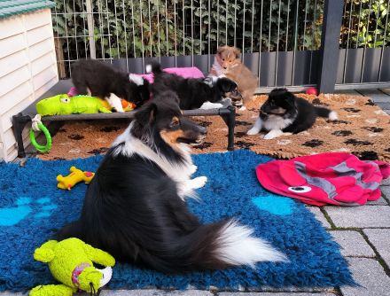 Sheltie Welpe, Rüde, VDH
