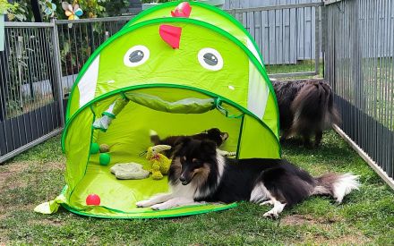 Sheltie Welpe, Rüde, VDH