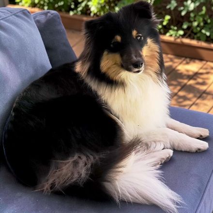 Sheltie Welpe, Rüde, VDH