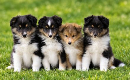 Sheltie Welpe, Rüde, VDH