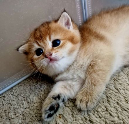 Bkh kitten Stammbaum