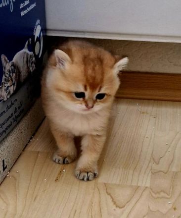 Bkh kitten Stammbaum
