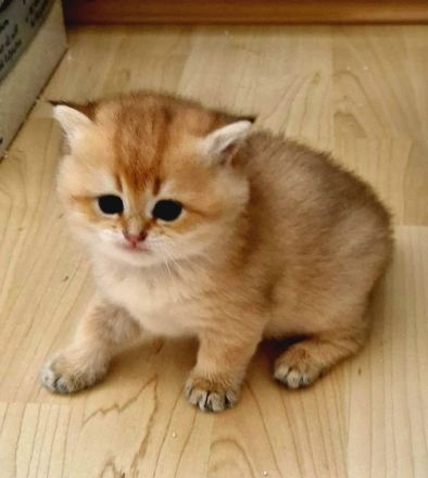 Bkh kitten Stammbaum