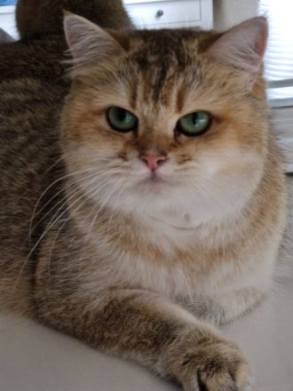 Bkh kitten Stammbaum