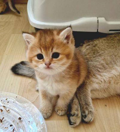 Bkh kitten Stammbaum