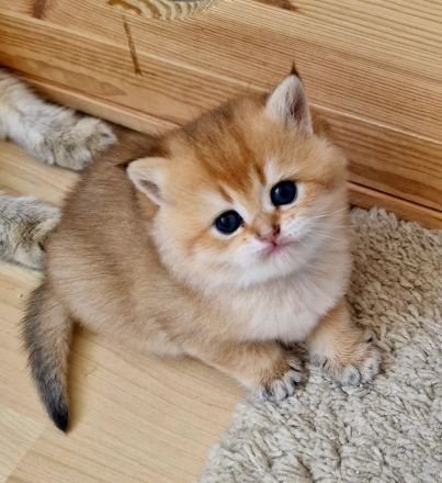 Bkh kitten Stammbaum