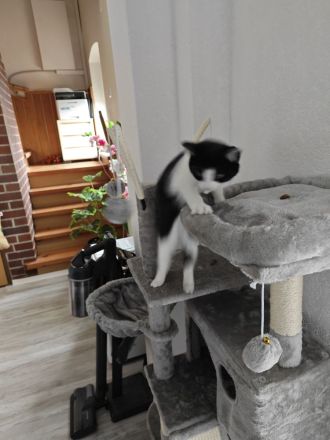 Katze - Kitten