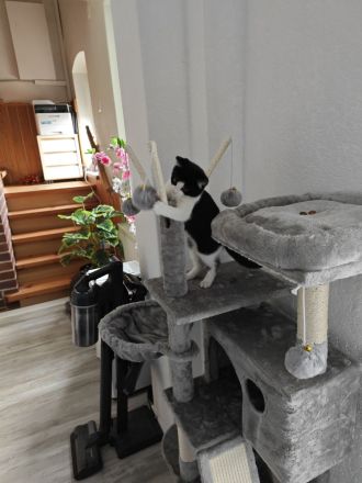 Katze - Kitten