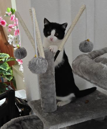Katze - Kitten