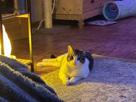 Der umgängliche Raúl braucht dringend ein Für-Immer-Zuhause - Hunde angenehm!