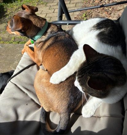 Der umgängliche Raúl braucht dringend ein Für-Immer-Zuhause - Hunde angenehm!