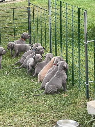 Cane Corso Welpen blueline